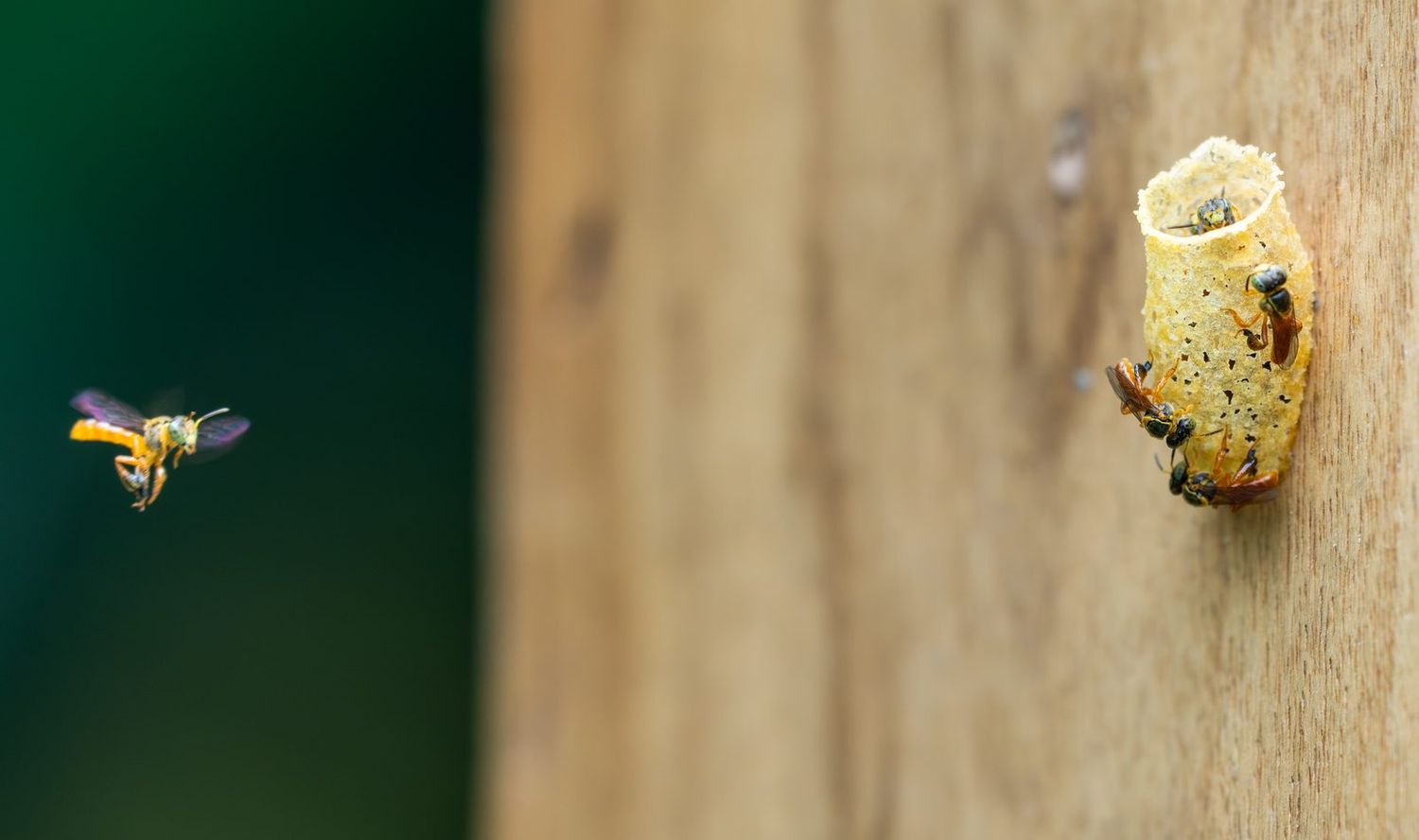 A stingless bee in flight beside the wax entrance tube of its hive